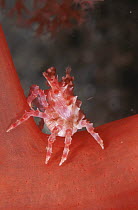 Soft coral spider crab {Hoplophrys oatesii} Sulawesi, Indonesia