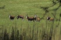 Blesbok Bontebok {Damaliscus dorcas phillipi} group with young, E Transvaal, South Africa