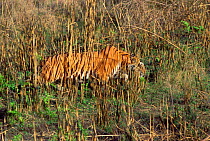 Camouflaged Bengal tiger stalking prey {Panthera t tigris} Bandhavgah NP, India