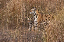Bengal tigress with cub in grass (Panthera tigris tigris) Bandhavgah NP, Madhya Pradesh, India