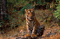Bengal tiger cub portrait {Panthera t tigris} Bandhavgah NP, Madhya Pradesh, India Endangered