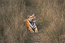 Subadult Bengal tiger snarling {Panthera tigris tigris} Bandhavgah NP, India