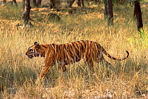 Bengal tiger walking through grass {Panthera t tigris} Bandhavgah NP, India