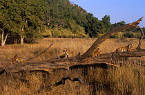 Four juvenile Bengal tigers (Panthera tigris tigris) resting on fallen tree in meadow, Bandhavgah NP, Madhya Pradesh, India