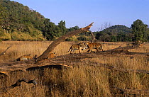Four juvenile Bengal tigers (Panthera tigris tigris) resting and playing on fallen tree in meadow, Bandhavgah NP, Madhya Pradesh, India
