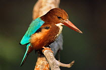Malachite kingfisher {Alcedo cristata} Bandhavgarh NP, Madhya Pradesh, India.