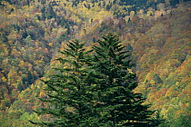 Pine tree patchwork of Autumn colours, Hodaka Mountains, Northern Alps Kamikochi Japan
