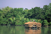 Boat with dried grass by mangrove forest, Sundarbans WHS, Sundarbans, Bangladesh