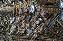 Dried fish, Banda Islands, Indonesia
