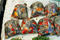 Bags of Sea anemones for sale for food, Tawi, Philippines