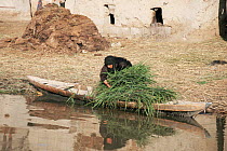 Marsh Arab woman collecting grass from boat, Iran / Iraq border, 1998