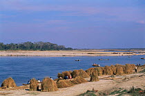 Stooks of cut grass beside the Arayani River, Chitwan NP, Nepal - local people are permitted to harvest the grass for 10 daysin the year