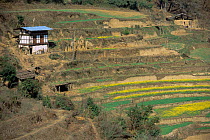 Mustard growing on terraced fields, near Punakha, Bhutan 2001