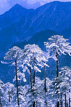 Snow covered trees in Trumsingla Pass, 12,500 feet Eastern Bhutan