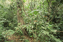 Forest habitat of Golden langur {Presbytis geei} Chakrosila Wildlife Sanctuary, Tripura, India