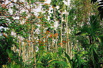 Palm grove in Nilgiri Mountains, Tamil Nadu, India