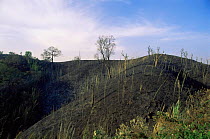 Jhuum - slash & burn cultivation of land for crop planting or cattle grazing, Garo Hills near Williamnagar, Meghalya, India