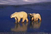 Polar bear {Ursus maritimus} cubs following mother on ice, Hudson Bay, Canada