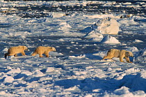 RF- Polar bear cubs following mother (Ursus maritimus). Hudson Bay, Canada. (This image may be licensed either as rights managed or royalty free.)