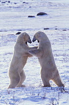 Two Polar bears fighting {Ursus maritimus} Hudson Bay, Canada