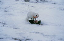 Arctic fox {Vulpes lagopus} feeding on bird prey, Hudson Bay, Canada