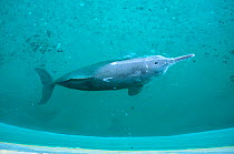 Yangtze river dolphin {Lipotes vexillifer} captive Wu Han, China