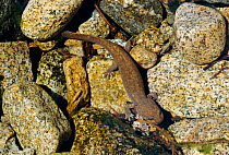 Pacific giant salamander larva in stream {Dicamptodon ensatus} Washington, USA