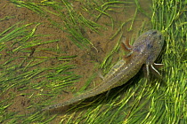 California tiger salamander {Ambystoma californiense} larva in pool, California, USA