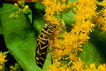 Locust borer {Megacyllene robinae} feeds on goldenrod pollen. Pennsylvania, USA
