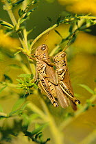 Differential grasshoppers mating {Melanoplus differentialis} USA Pennsylvania