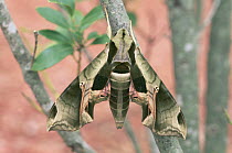 Pandorus sphinx moth {Eumorpha pandorus} New Jersey, USA