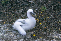 Nazca booby chick {Sula dactylatra granti} Galapagos