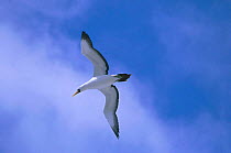 Nazca booby flying {Sula dactylatra granti} Galapagos