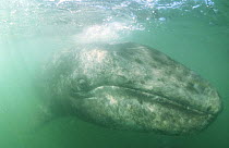 Grey whale {Eschrichitius robustus} San Ignacio lagoon, Mexico