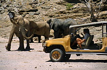 Presenter Steve Leonard and Saba Douglas-Hamilton, on location for BBC Extreme Animals series, in vehicle with African elephant mock charging, Hoanib river, Namibia, 2001