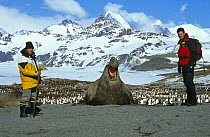 Presenter Steve Leonard with Jerome Poncet next to Southern elephant seal bull (Mirounga leonina) on location for Extreme Animals programme,  St Andrews Bay, South Georgia, 2001