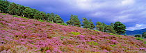 Pine woodland + heather on moorland, Abernethy RSPB reserve, Cairngorms NP, Scotland, UK