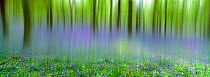 Bluebells in beech wood abstract, Scotland, UK {Hyacinthoides non-scripta}