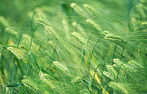 Barley heads ripening {Hordeum vulgare} Norway