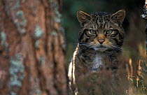 Wild cat in pine forest {Felis silvestris} Cairngorms NP, Scotland, UK