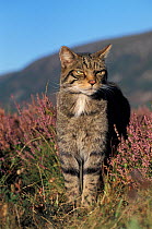 RF- Wild cat male portrait amongst heather (Felis silvestris) Cairngorms National Park, Scotland, UK. (This image may be licensed either as rights managed or royalty free.)