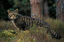 Wild cat on edge of pine forest {Felis silvestris} Cairngorms NP, Scotland, UK