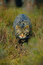 Wild cat stalking through heather {Felis silvestris} Cairngorms NP, Scotland, UK