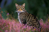 Wild cat portrait amongst heather {Felis silvestris} Cairngorms NP, Scotland, UK
