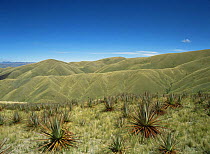Puya hamata (Puya species}, a large terrestrial fire-resistant bromeliad, in the Ecuadorian Andes