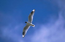 Andean gull flying {Chroicocephalus serranus} Cotopaxi, Ecuador