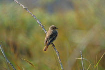 Redstart, autumn plumage {Phoenicurus phoenicurus} Norfolk, UK