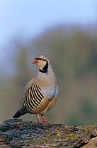 Chukar partridge {Alectoris chukar} Hampshire, UK