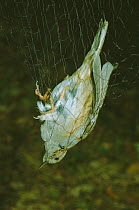 Dunnock caught in mist nest for ringing {Prunella modularis} UK