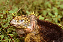 Land iguana {Conolophus subcristatus} South Plaza Island, Galapagos